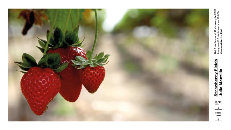 Julia Montilla, Strawberry Fields